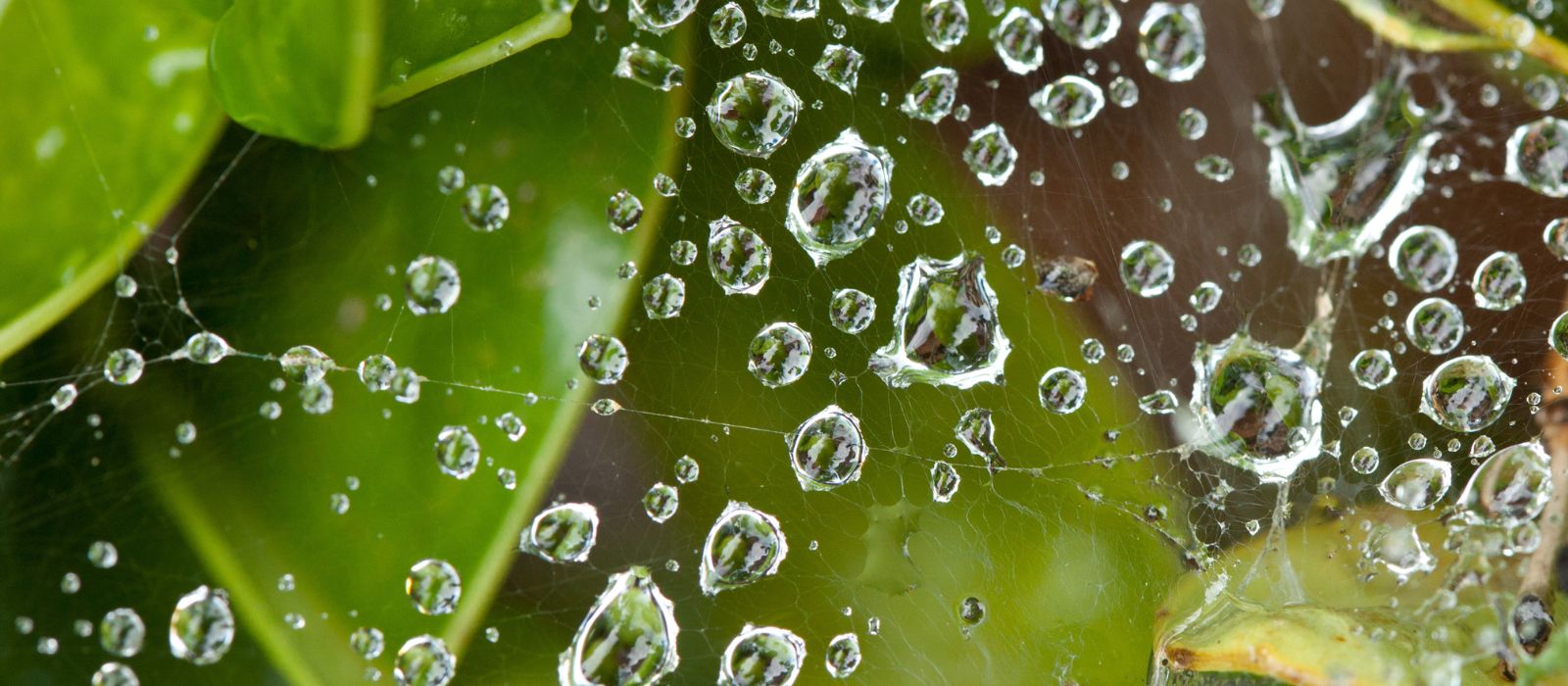 Rainfall Retreat